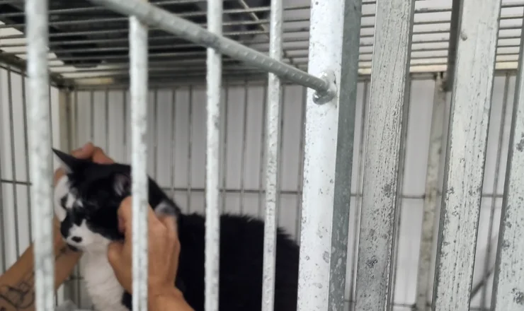 Gato recebendo carinho na internação da All Pets
