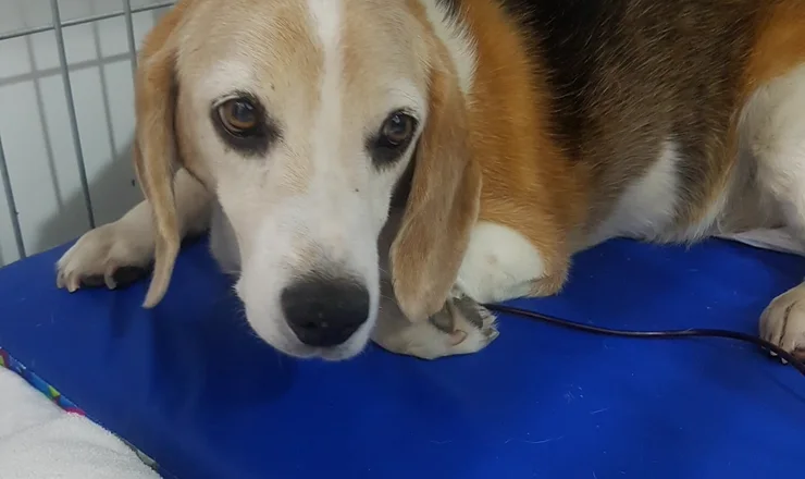 Beagle em atendimento na All Pets