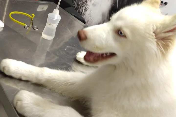 Filhote recebendo atendimento na All Pets