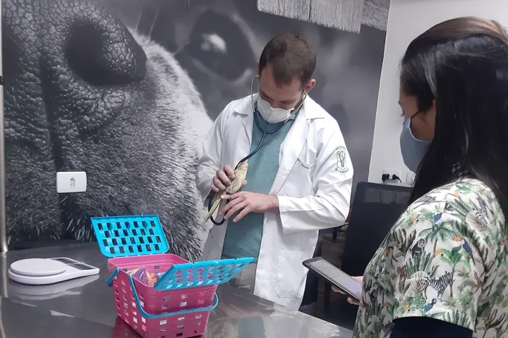 Veterinários da All Pets examinando um pet