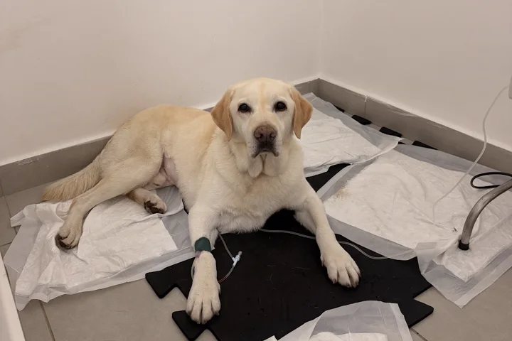 Labrador internado na All Pets